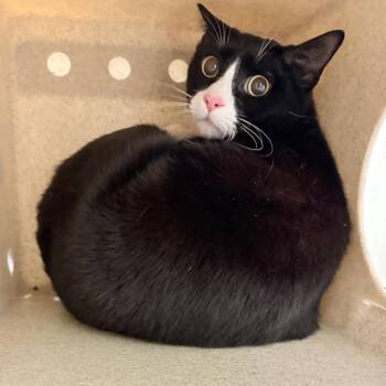 Domestic Short Hair Cats Available for Adoption - Water Ice | PetCurious