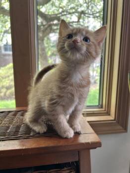 Domestic Medium Hair Cats Available for Adoption - Dorito | PetCurious