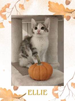 Ellie (Broad Street Babies) -  Domestic Short Hair Cat for Adoption in Telford, Pennsylvania - Ellie (Broad Street Babies) | PetCurious