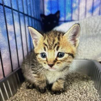 Rescue American Shorthair Cats for Adoption in New Orleans, Louisiana - Mocha | PetCurious