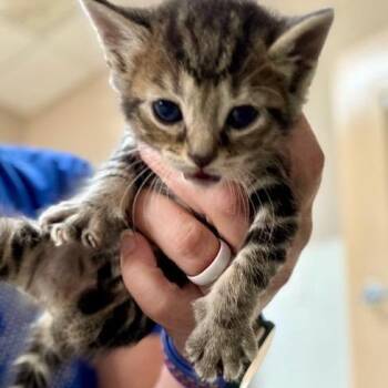 Tala -  Domestic Short Hair Cat for Adoption in Mooresville, North Carolina - Tala | PetCurious