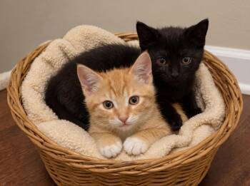 Wally and Ralphie -  Abyssinian and Bombay Cat for Adoption in Walnut Creek, California - Wally And Ralphie | PetCurious