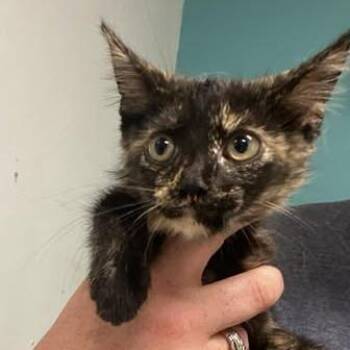 Midnight Society -  Domestic Short Hair Cat for Adoption in Fredericksburg, Virginia - Midnight Society | PetCurious