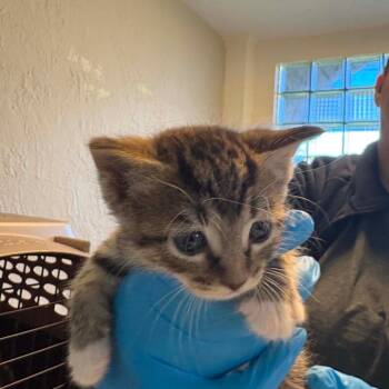 Domestic Short Hair Cats Available for Adoption in Knoxville, Tennessee - Max The Cat | PetCurious