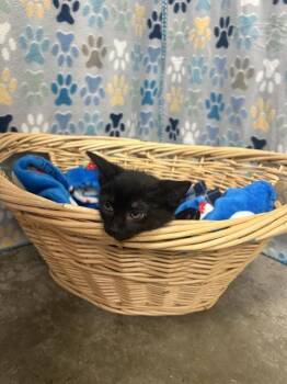 Domestic Short Hair Cats Available for Adoption in Rosenberg, Texas - TODD | PetCurious