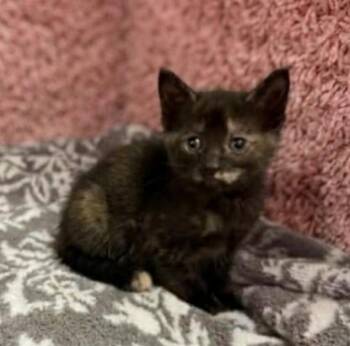 Domestic Short Hair Cats Available for Adoption in Jacksonville, Florida - CHER | PetCurious