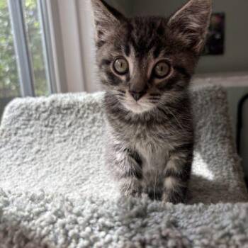 Toffee -  Domestic Short Hair Cat for Adoption in Kenosha, Wisconsin - Toffee | PetCurious