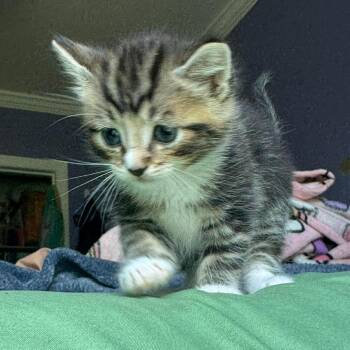Lucky -  Domestic Short Hair Cat for Adoption in Woodstock, Virginia - Lucky | PetCurious