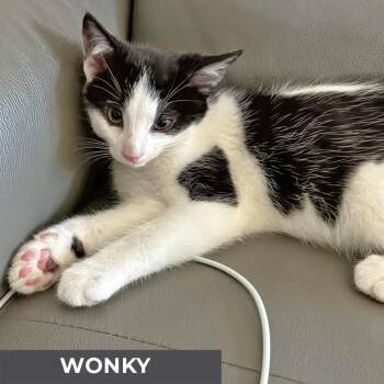 Rescue Domestic Short Hair Cats for Adoption in Toronto, Ontario - Wonky | PetCurious