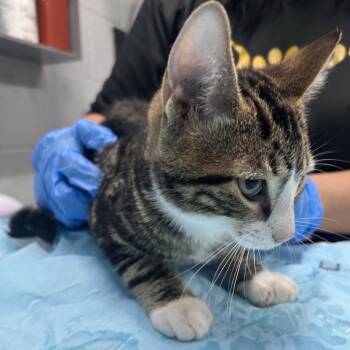 Kevin -  Domestic Short Hair Cat for Adoption in Summerville, South Carolina - Kevin | PetCurious