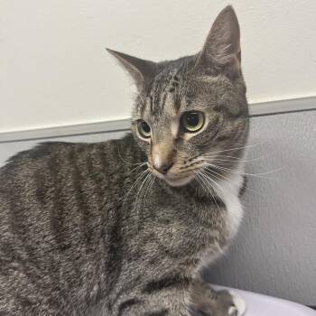 Pebbles -  Domestic Short Hair Cat for Adoption in Tampa, Florida - Pebbles | PetCurious