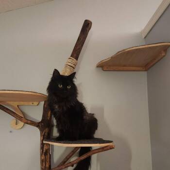 Bagheera -  Domestic Medium Hair Cat for Adoption in Harrisonburg, Virginia - Bagheera | PetCurious