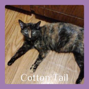 Rescue Tortoiseshell Cats for Adoption in Lawton, Oklahoma - COTTON TAIL | PetCurious