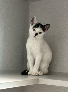 Chester -  Domestic Short Hair Cat for Adoption in Stratham, New Hampshire - Chester | PetCurious