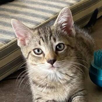 Domestic Short Hair Cats Available for Adoption in Boston, Massachusetts - Archie | PetCurious