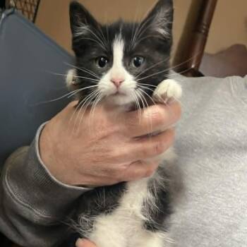 Domestic Short Hair Cats Available for Adoption in Minneapolis, Minnesota - Elvis | PetCurious