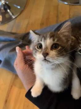 Catan -  Domestic Short Hair Cat for Adoption in Wyoming, Michigan - Catan | PetCurious