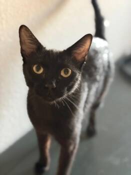 Magic -  Bombay and Domestic Short Hair Cat for Adoption in San Antonio, Texas - Magic | PetCurious