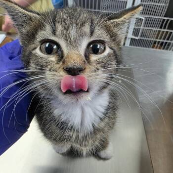 Domestic Short Hair Cats Available for Adoption in Duncan, Oklahoma - Pinkie Pie | PetCurious