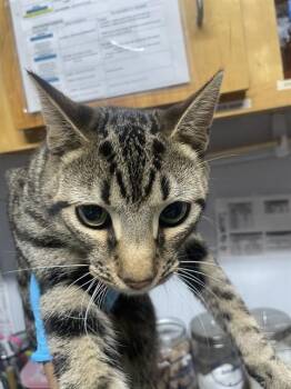 Domestic Short Hair Cats Available for Adoption in Tallahassee, Florida - SIMBA | PetCurious