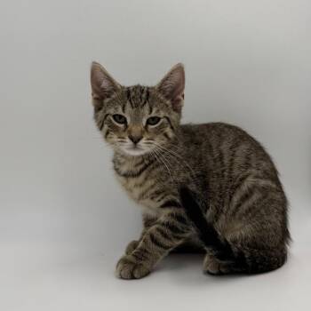 Lettuce -  Domestic Short Hair Cat for Adoption in State College, Pennsylvania - Lettuce | PetCurious