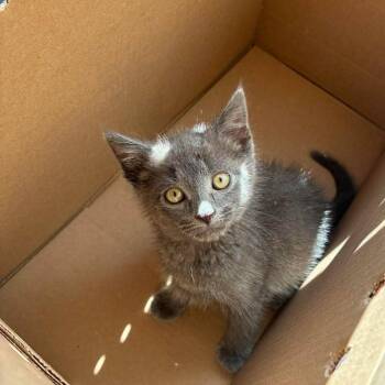 Simon -  Domestic Short Hair Cat for Adoption in Jarrettsville, Maryland - Simon | PetCurious