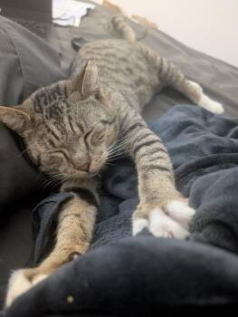 Rescue American Shorthair Cats for Adoption in Jersey City, New Jersey - Leo | PetCurious