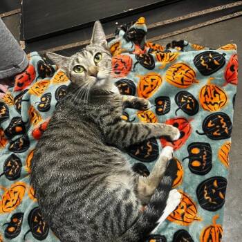 Rescue Domestic Short Hair Cats for Adoption in Warr Acres, Oklahoma - June | PetCurious