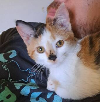 Blossom -  Domestic Short Hair Cat for Adoption in San Tan Valley, Arizona - Blossom | PetCurious