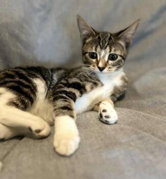 Rescue Domestic Short Hair Cats for Adoption in Alexandria, Minnesota - Hershey | PetCurious