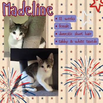 Madeline -  Tabby Cat for Adoption in Hollister, California - Madeline | PetCurious