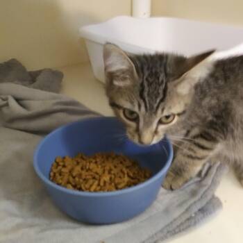Utah (In foster) -  Domestic Short Hair Cat for Adoption in PORT WENTWRTH, Georgia - Utah (In Foster) | PetCurious