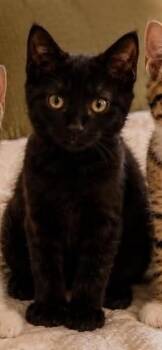 Briar -  Domestic Short Hair Cat for Adoption in Beckley, West Virginia - Briar | PetCurious