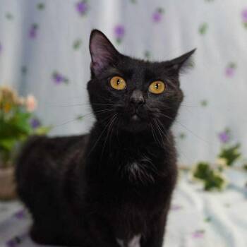 Domestic Short Hair Cats Available for Adoption in Wheaton, Illinois - Betty Boop | PetCurious