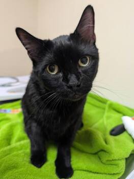 Kai -  Domestic Short Hair Cat for Adoption in Sherwood, Oregon - Kai | PetCurious