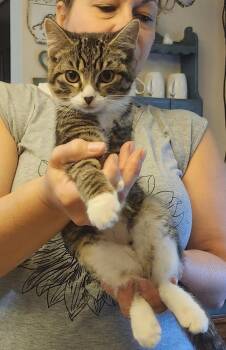 Gemini -  Domestic Short Hair Cat for Adoption in East Greenville, Pennsylvania - Gemini | PetCurious