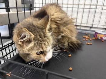 Dorothea -  Domestic Medium Hair Cat for Adoption in Morristown, Tennessee - Dorothea | PetCurious