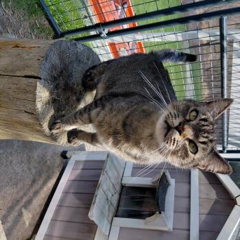Moose -  Domestic Short Hair Cat Available for Adoption in Littleton, New Hampshire - Moose | PetCurious