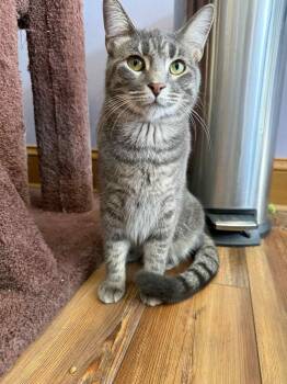 Rescue Domestic Short Hair Cats for Adoption in West Lafayette, Indiana - Sawyer(cat Café) | PetCurious