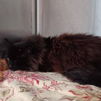 Domestic Long Hair Cats Available for Adoption in Oak Park, Illinois - Leonidas | PetCurious
