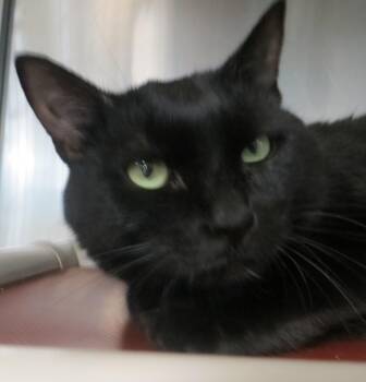 Precious -  Domestic Short Hair Cat for Adoption in Brockton, Massachusetts - Precious | PetCurious