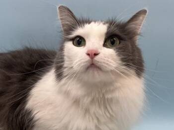 Lucy -  Domestic Long Hair Cat for Adoption in Woodbury, Minnesota - Lucy | PetCurious