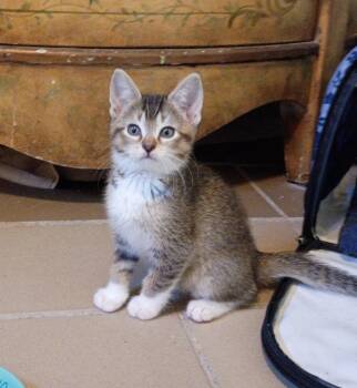 Domestic Short Hair Cats Available for Adoption in Hardeeville, South Carolina - Rusty | PetCurious