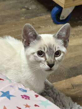 Emily -  Siamese Cat for Adoption in Oakley, California - Emily | PetCurious