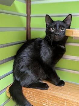 DOUG -  Domestic Short Hair Cat for Adoption in St. Peters, Missouri - DOUG | PetCurious