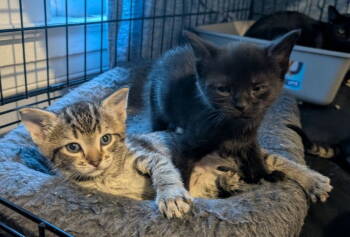 Rescue American Shorthair Cats for Adoption in Pikesville, Maryland - Aster | PetCurious