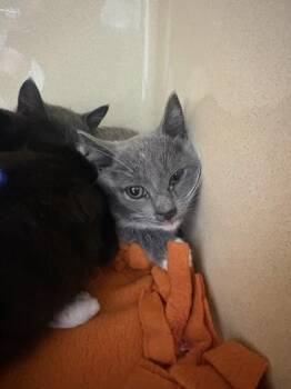 Lever -  Domestic Short Hair Cat for Adoption in Pequot Lakes, Minnesota - Lever | PetCurious