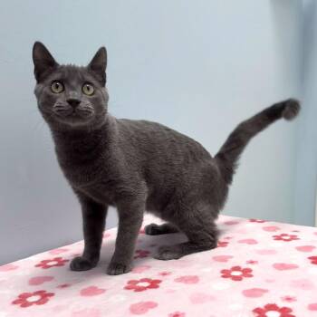 Jimmy Shi -  Domestic Short Hair Cat for Adoption in Madison, Wisconsin - Jimmy Shi | PetCurious