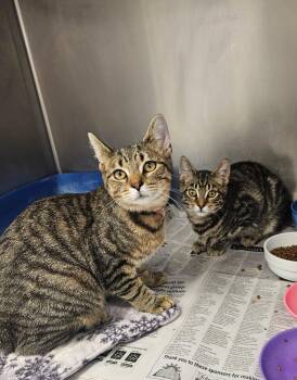Domestic Short Hair Cats Available for Adoption - Tom And Jerry | PetCurious