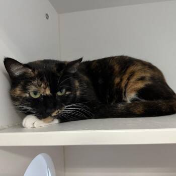 Domestic Short Hair Cats Available for Adoption - Margot | PetCurious